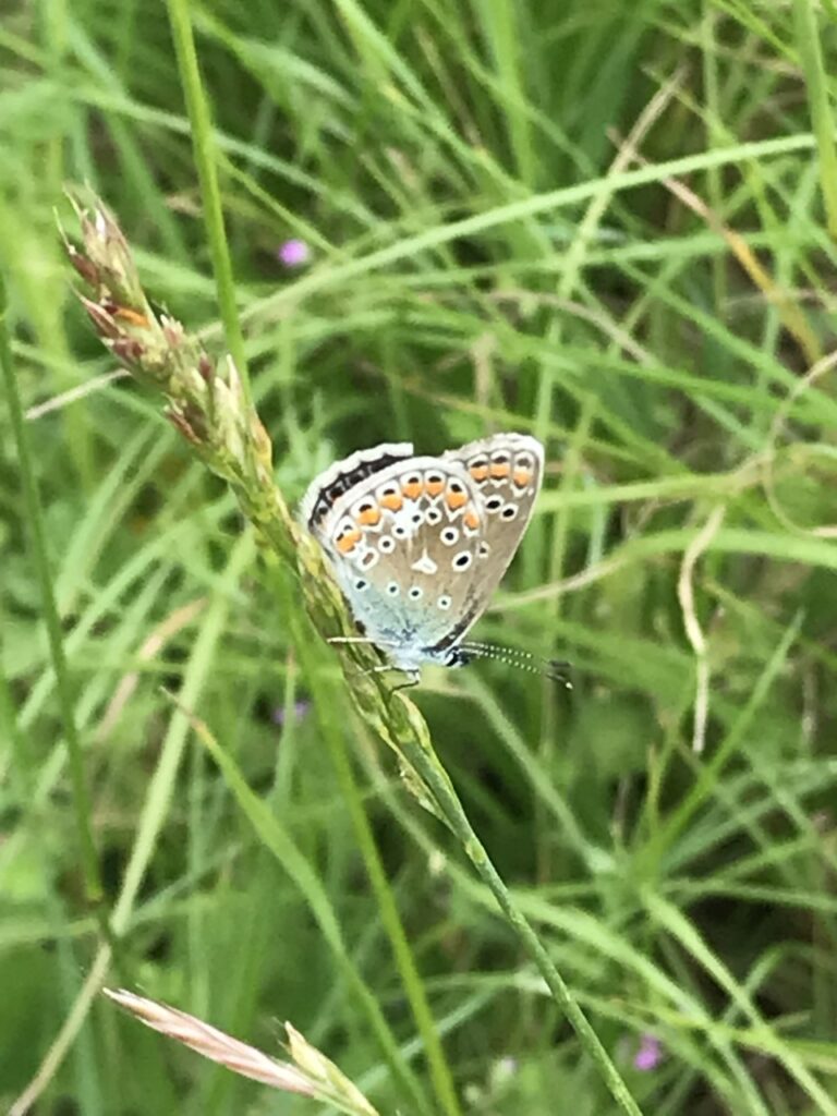 Journée internationale de la biodiversité